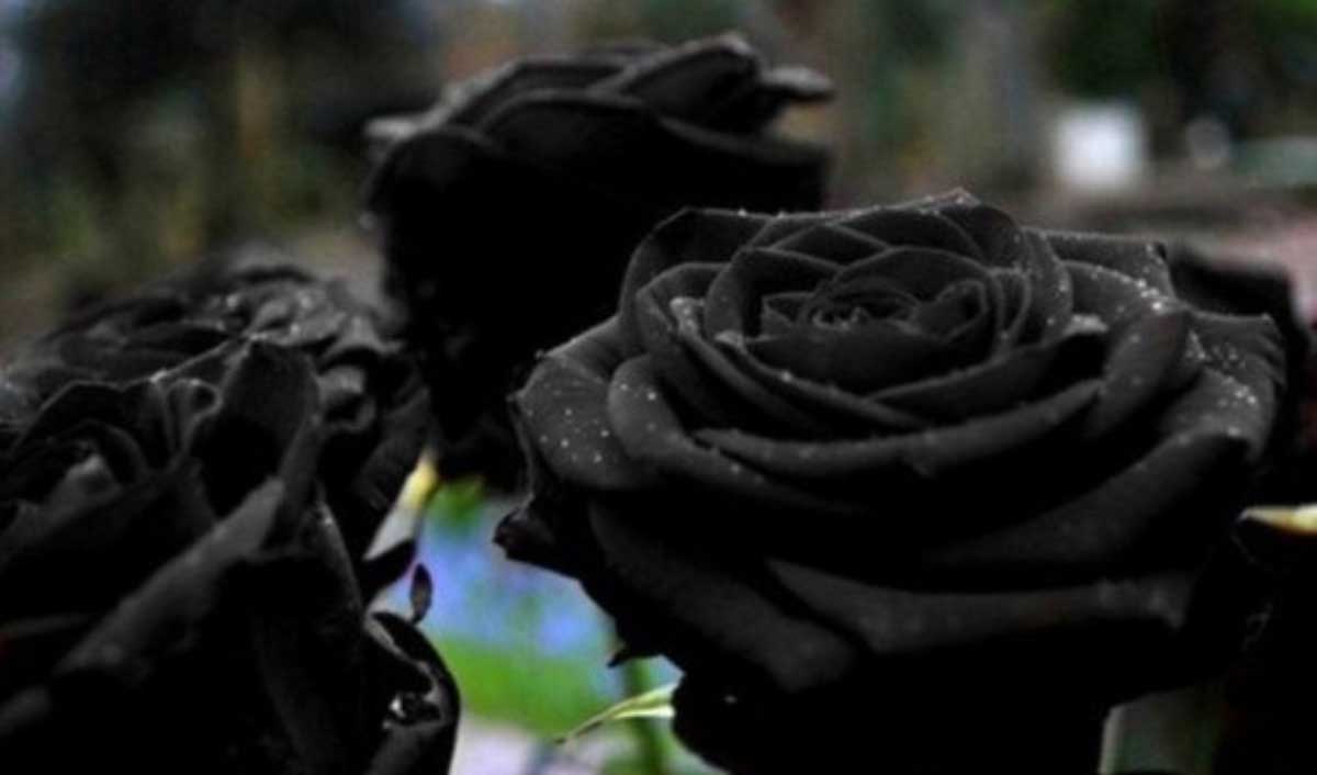 Significado de regalar una rosa negra - Regalarflores.net