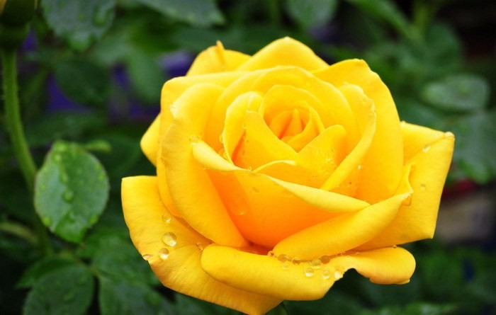 Qué significa regalar una rosa amarilla - Regalarflores.net