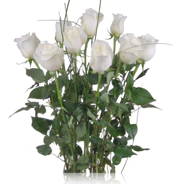Arreglo de rosas blancas - Regalarflores.net