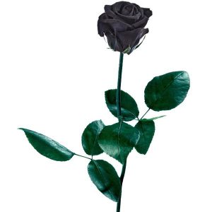 Significado de regalar una rosa negra - Regalarflores.net