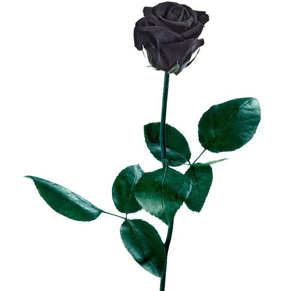 Rosa negra preservada - Regalarflores.net