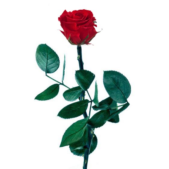 Rosa roja preservada 