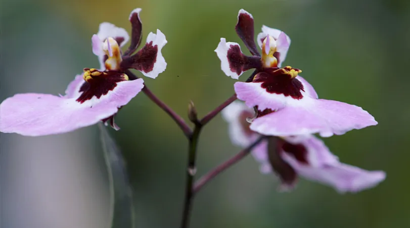 Flores Exóticas y su Significado: Cómo Sorprender con un Regalo Único